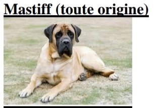 Mastiff - photo.jpg